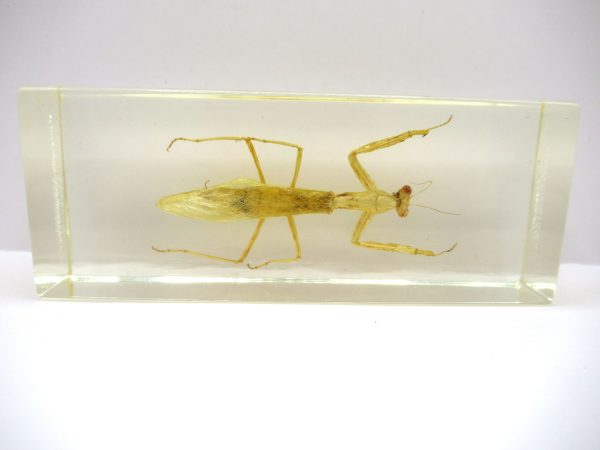 Genuine Modern Insect in Resin Block for Sale #115