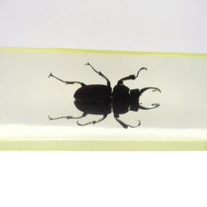 Genuine Modern Insect in Resin Block for Sale #116