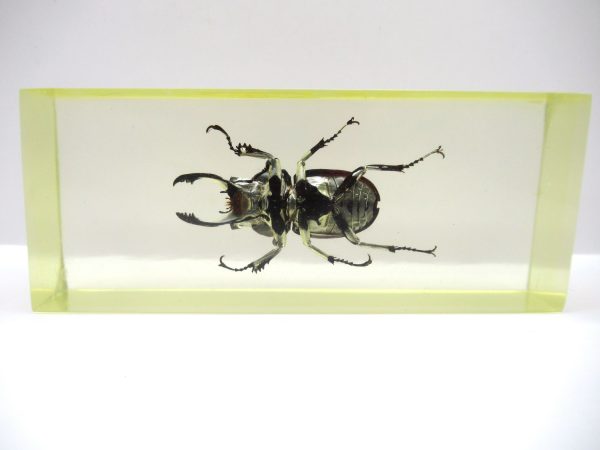 Genuine Modern Insect in Resin Block for Sale #116a