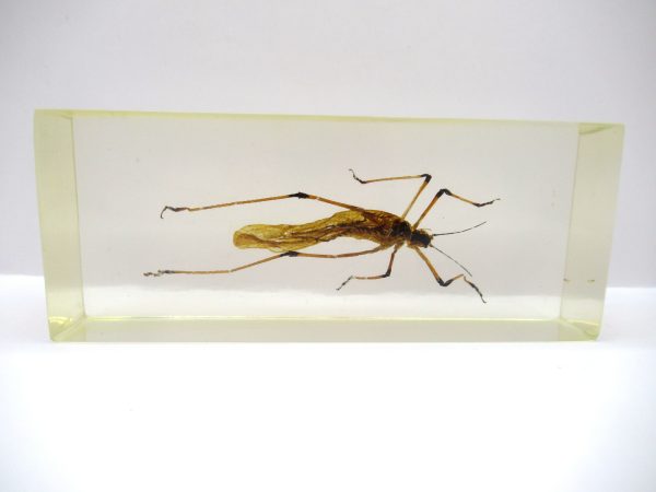 Genuine Modern Insect in Resin Block for Sale #117