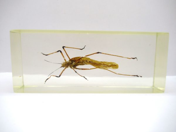 Genuine Modern Insect in Resin Block for Sale #117a