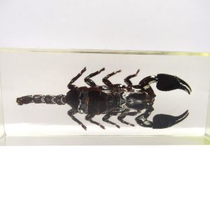 Genuine Modern Insect in Resin Block for Sale #118