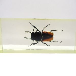 Genuine Modern Insect in Resin Block for Sale #119