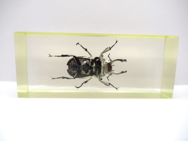 Genuine Modern Insect in Resin Block for Sale #119a