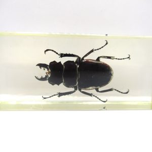 Genuine Modern Insect in Resin Block for Sale #120