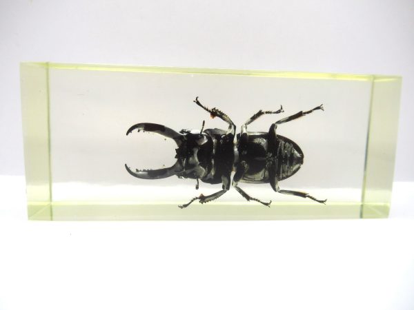 Genuine Modern Insect in Resin Block for Sale #122a