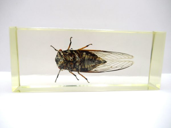 Genuine Modern Insect in Resin Block for Sale #124a