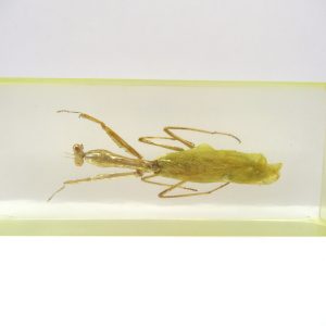 Genuine Modern Insect in Resin Block for Sale #126