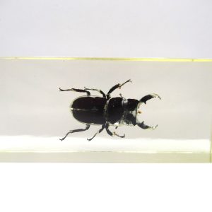 Genuine Modern Insect in Resin Block for Sale #127