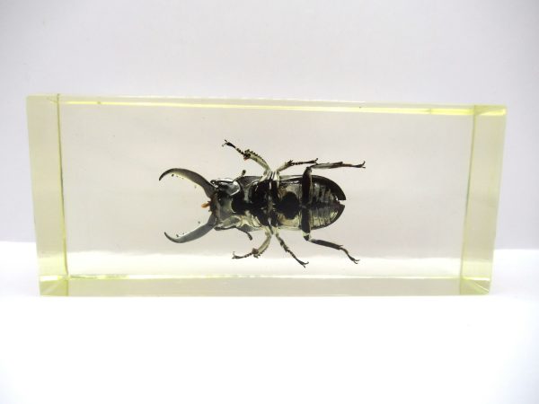 Genuine Modern Insect in Resin Block for Sale #127a