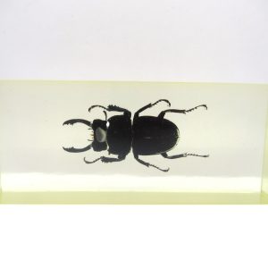 Genuine Modern Insect in Resin Block for Sale #128