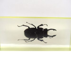 Genuine Modern Insect in Resin Block for Sale #132