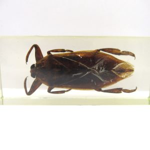 Genuine Modern Insect in Resin Block for Sale #134