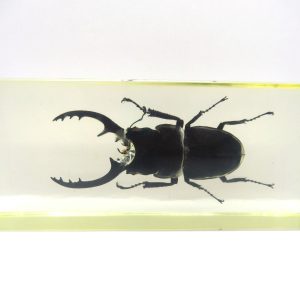 Genuine Modern Insect in Resin Block for Sale #135