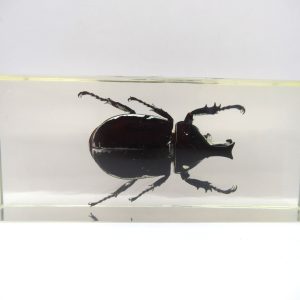 Genuine Modern Insect in Resin Block for Sale #138