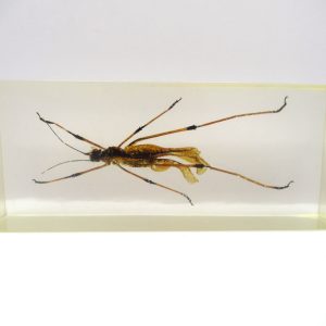 Genuine Modern Insect in Resin Block for Sale #139