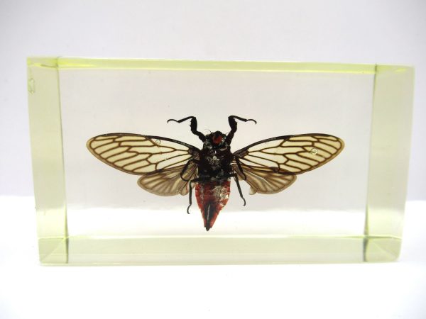 Genuine Modern Insect in Resin Block for Sale #51a