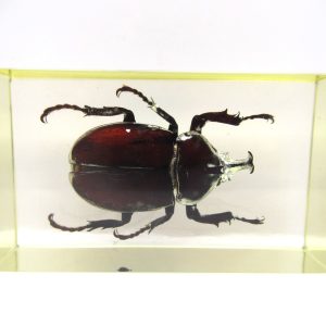 Genuine Modern Insect in Resin Block for Sale #52