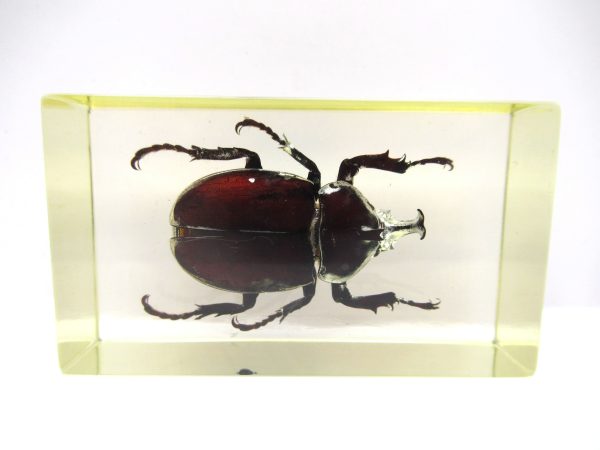 Genuine Modern Insect in Resin Block for Sale #52