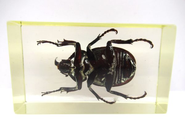 Genuine Modern Insect in Resin Block for Sale #52a