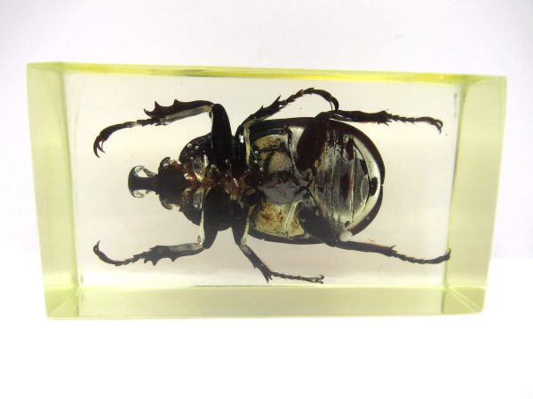 Genuine Modern Insect in Resin Block for Sale #53a