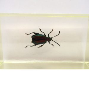 Genuine Modern Insect in Resin Block for Sale #54