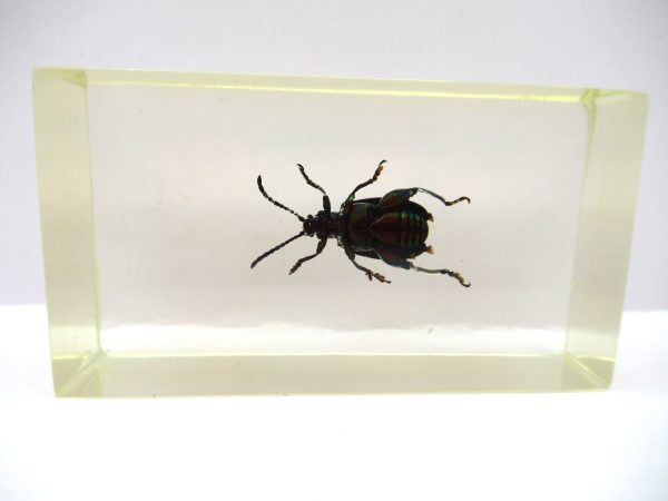 Genuine Modern Insect in Resin Block for Sale #54a