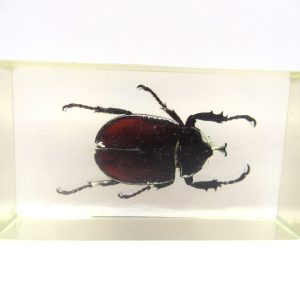 Genuine Modern Insect in Resin Block for Sale #55