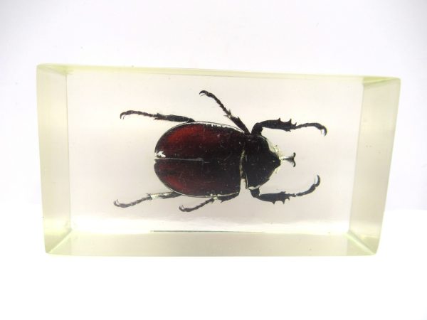 Genuine Modern Insect in Resin Block for Sale #55