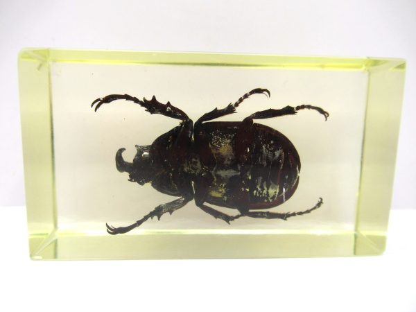 Genuine Modern Insect in Resin Block for Sale #57a