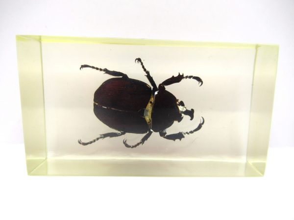 Genuine Modern Insect in Resin Block for Sale #58