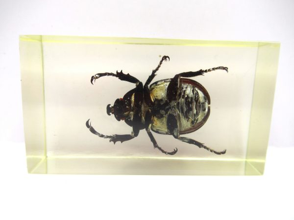 Genuine Modern Insect in Resin Block for Sale #58a