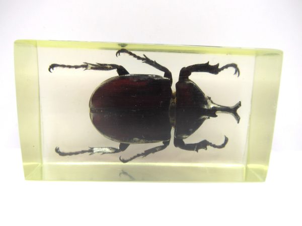 Genuine Modern Insect in Resin Block for Sale #59