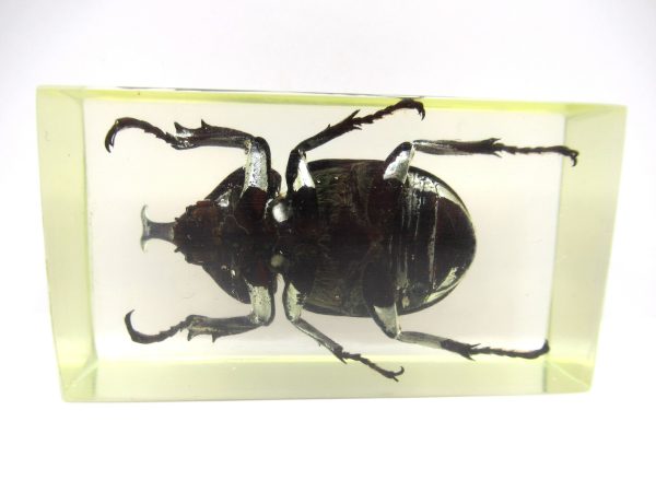 Genuine Modern Insect in Resin Block for Sale #59a