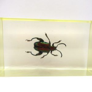 Genuine Modern Insect in Resin Block for Sale #60