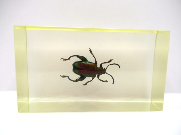 Genuine Modern Insect in Resin Block for Sale #60