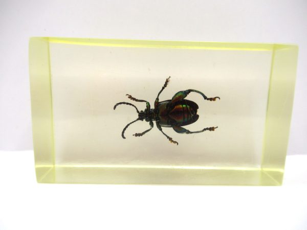 Genuine Modern Insect in Resin Block for Sale #60a