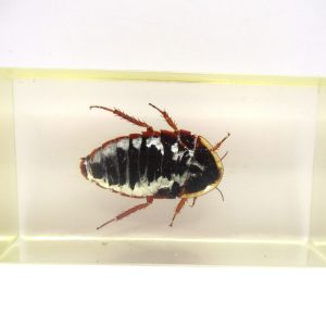 Genuine Modern Insect in Resin Block for Sale #61