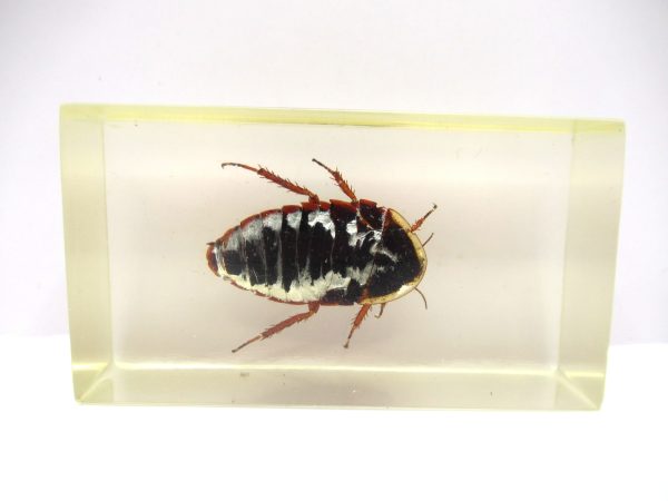 Genuine Modern Insect in Resin Block for Sale #61