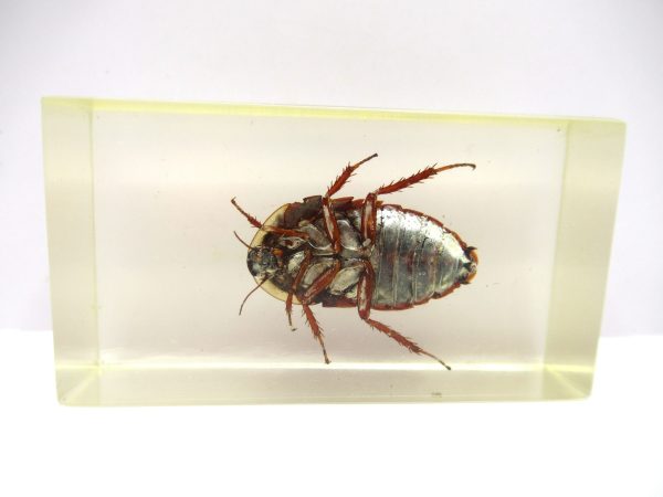 Genuine Modern Insect in Resin Block for Sale #61a