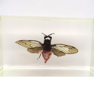 Genuine Modern Insect in Resin Block for Sale #62