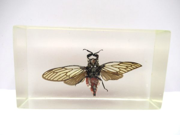 Genuine Modern Insect in Resin Block for Sale #62a