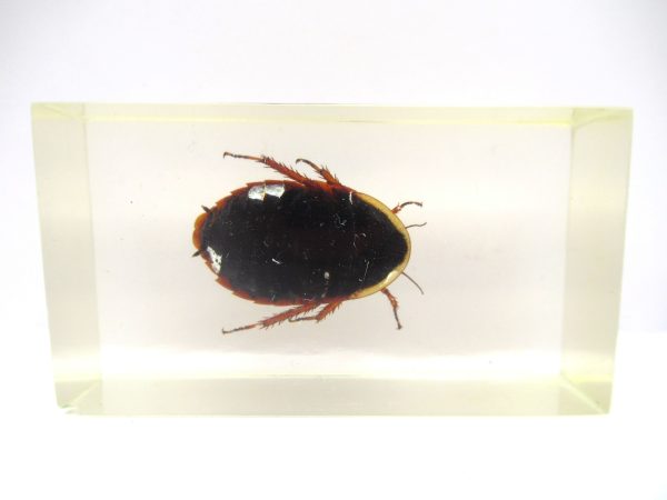 Genuine Modern Insect in Resin Block for Sale #63