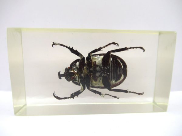 Genuine Modern Insect in Resin Block for Sale #64a