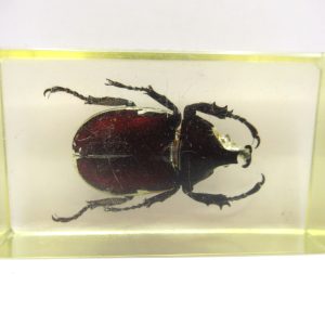 Genuine Modern Insect in Resin Block for Sale #65