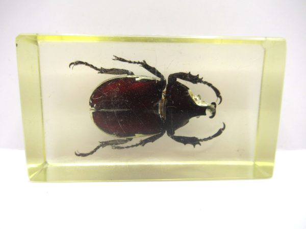 Genuine Modern Insect in Resin Block for Sale #65