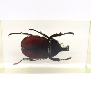 Genuine Modern Insect in Resin Block for Sale #69