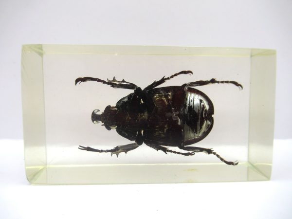 Genuine Modern Insect in Resin Block for Sale #69a