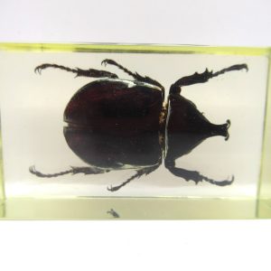 Genuine Modern Insect in Resin Block for Sale #70