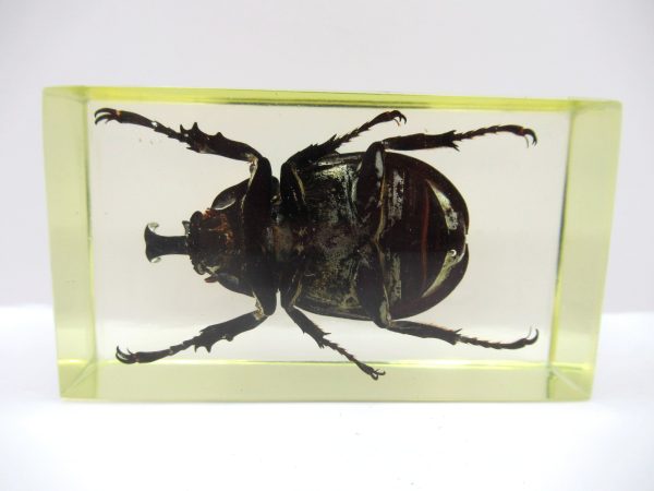 Genuine Modern Insect in Resin Block for Sale #70a